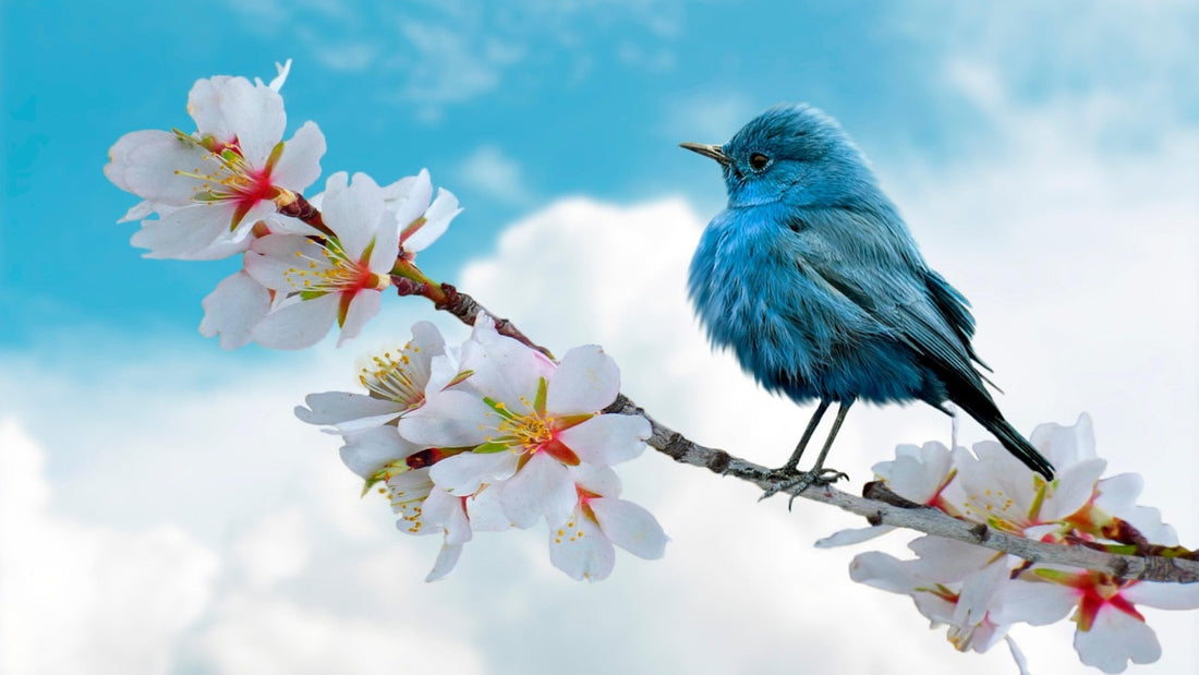 Hoe Gebruik Je Shilajit